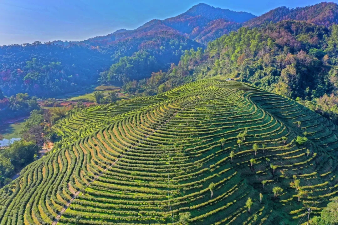 共繪振興好“豐”景 中國海油以行動(dòng)提升幫扶實(shí)效