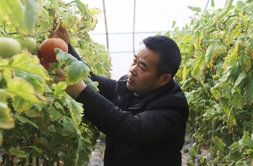 “西紅柿縣長”的扶貧情懷——記2019年大唐集團(tuán)公司勞動模范王兵